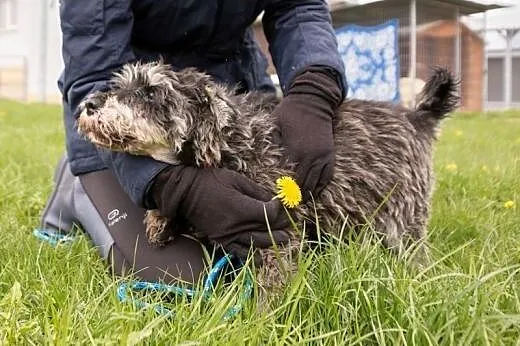 Niewidomy Brevi tęskni za swoim Człowiekiem!,  dol