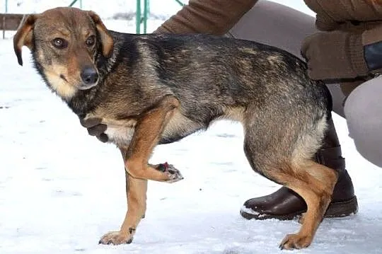 Dwuletnia, fajna Lenka - może być Twoja choćby już