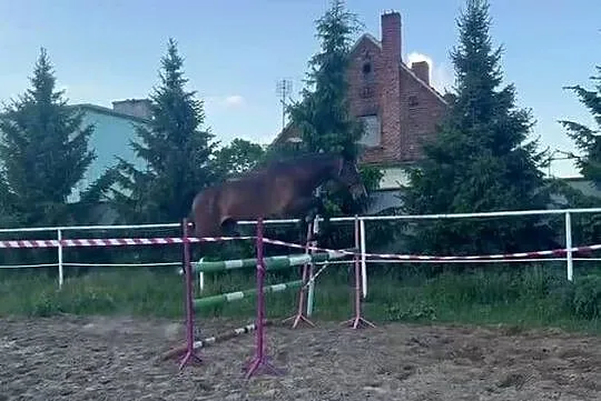 Piękny, młody wałach - czysty TUV, Wielkopolskie, Piła