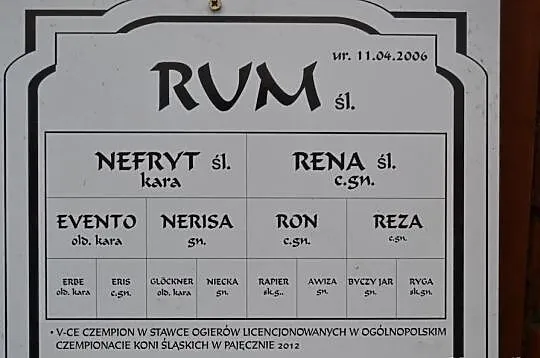 Piękny Śląski ogier Rum-kary 82pkt