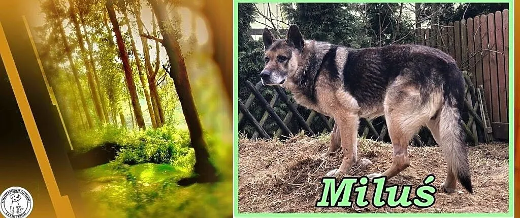 MILUŚ – psi senior co marzy, że życie czymś dobrym go jeszcze obdarzy, Łódzkie, Łódź
