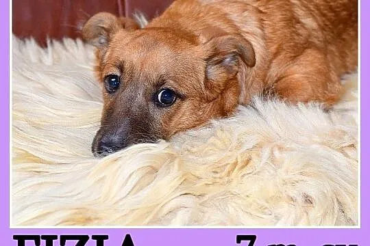 Szczeniak 7 miesięcy,nieśmiała,mała, ruda sunia FI
