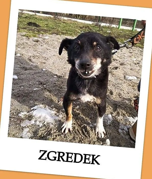 ZGREDEK,malutki 4 kg,przesympatyczny,przyjacielski,starszy psiak.Adopcja., Śląskie, Katowice