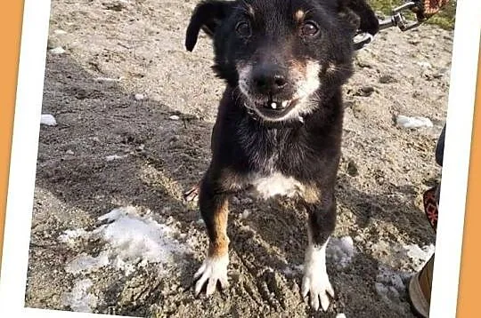 ZGREDEK,malutki 4 kg,przesympatyczny,przyjacielski,starszy psiak.Adopcja., Śląskie, Katowice