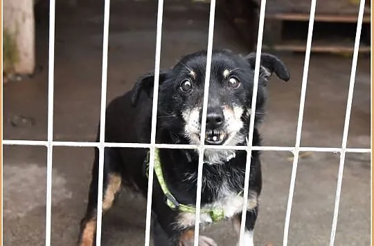 ZGREDEK,malutki 4 kg,przesympatyczny,przyjacielski,starszy psiak.Adopcja., Śląskie, Katowice
