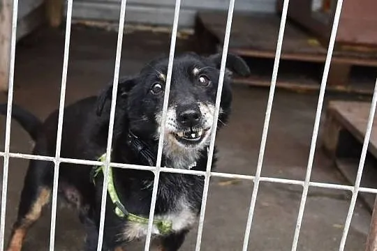 ZGREDEK,malutki 4 kg,przesympatyczny,przyjacielski,starszy psiak.Adopcja., Śląskie, Katowice