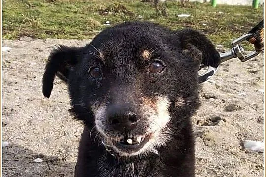 ZGREDEK,malutki 4 kg,przesympatyczny,przyjacielski,starszy psiak.Adopcja., Śląskie, Katowice
