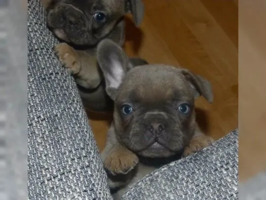 Piękne szczenięta Buldog francuski dla nowego domu
