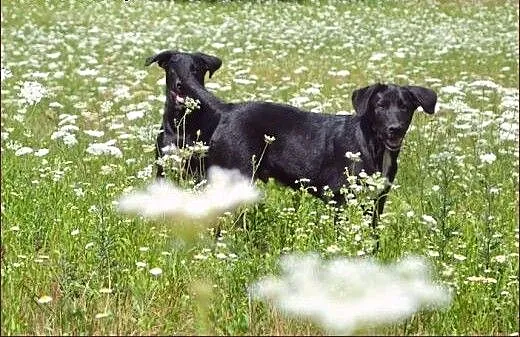 Bracia - Figo i Fago :) Duże, wesołe szczeniaki :)
