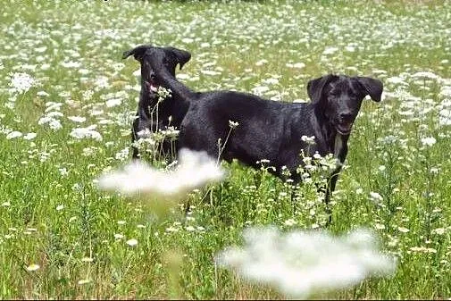 Bracia - Figo i Fago :) Duże, wesołe szczeniaki :)