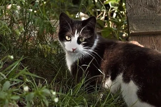 Pendolino - cudowna koteczka :)