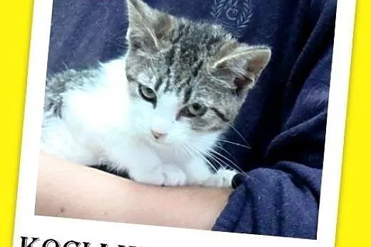 11tyg.kocięta,kocurek,kociczki,odrobaczone,ks.zdrowia.Adopcja,  małopolskie Kraków