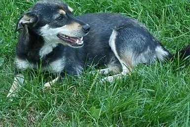 Malutka 6,5kg sunia pinie szuka domu ,  mazowiecki