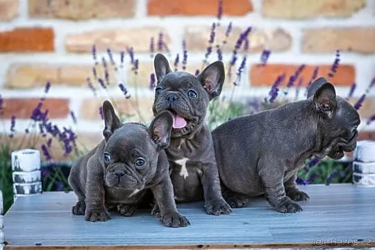 Ajlepszym pet rodzina (szczenięta Buldog francuski