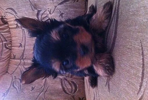 Yorkshire terrier SPRZEDAM!!, dolnośląskie Trzebn