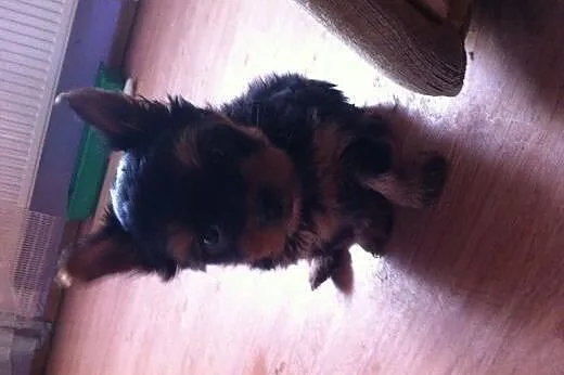 Yorkshire terrier SPRZEDAM!!,  dolnośląskie Trzebn
