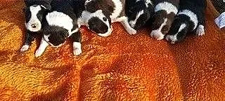 Sprzedam szczeniaki Border Collie, dolnośląskie K