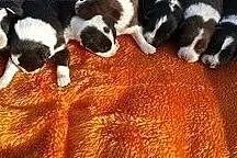 Sprzedam szczeniaki Border Collie,  dolnośląskie K