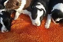 Sprzedam szczeniaki Border Collie,  dolnośląskie K