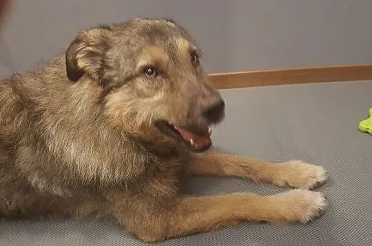 Sid - psi anioł, grzeczny i wychowany, kto pokocha psa?