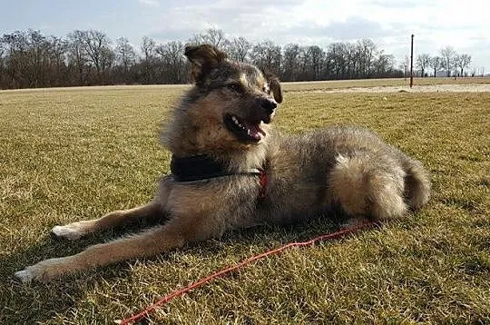 Sid - psi anioł, grzeczny i wychowany, kto pokocha