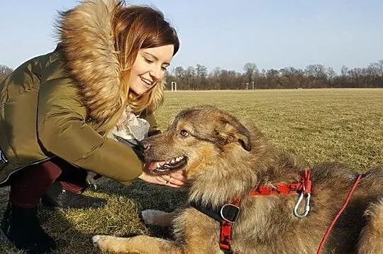 Sid - psi anioł, grzeczny i wychowany, kto pokocha