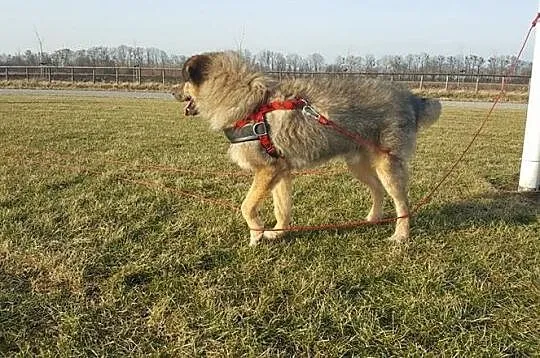 Sid - psi anioł, grzeczny i wychowany, kto pokocha