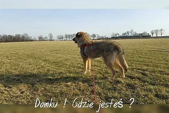 Sid - psi anioł, grzeczny i wychowany, kto pokocha