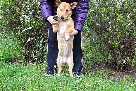 BAŚCIK cudowny i radosny psiulek :-),  małopolskie