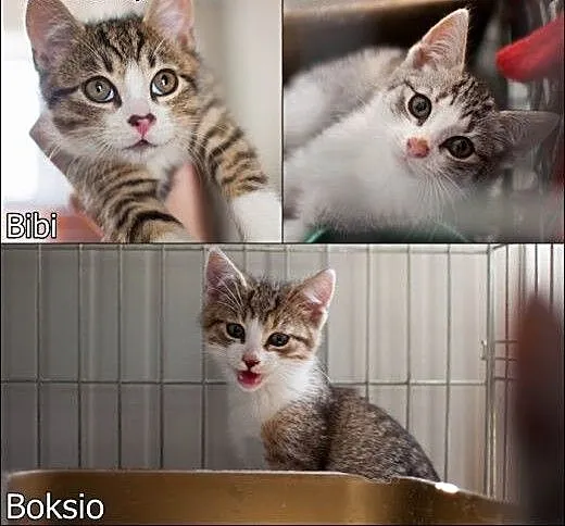 Bibi, Boluś i Boksio - 3 kocurki szukają swoich lu