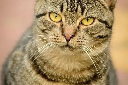 Ramzes, 8 miesięczny, bezkonfliktowy kotek do adopcji,  Koty pospolite cała Polska