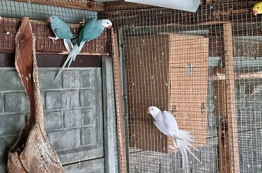 Aleksandretty rudosterki barwinki, Wielkopolskie, Odolanów