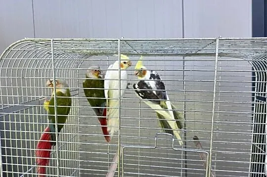 Papugi