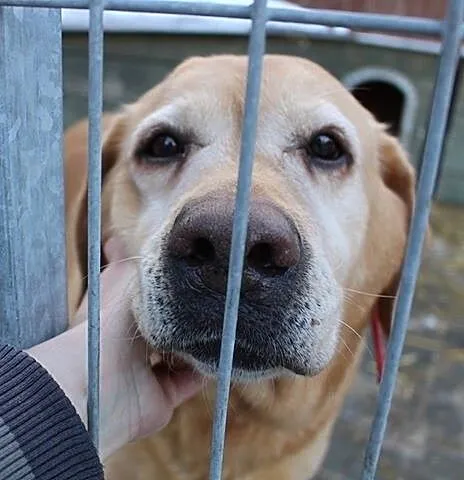 Chelsi - przepiękna labusia do adopcji