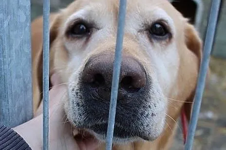 Chelsi - przepiękna labusia do adopcji