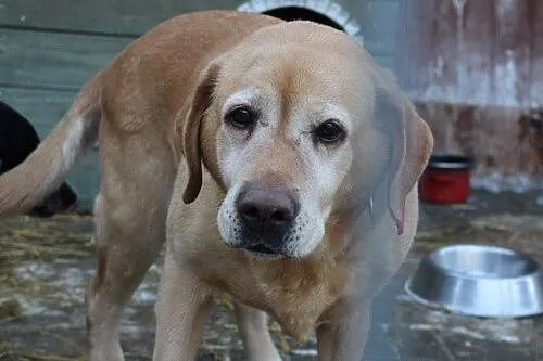 Chelsi - przepiękna labusia do adopcji