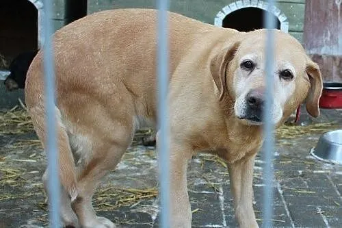 Chelsi - przepiękna labusia do adopcji