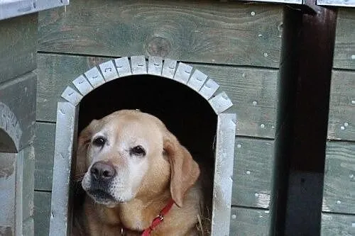 Chelsi - przepiękna labusia do adopcji