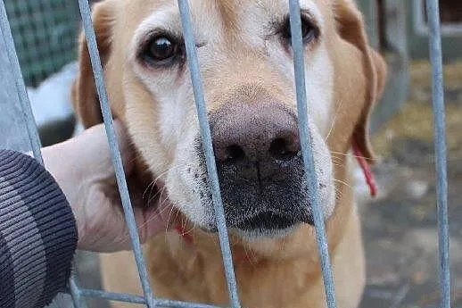 Chelsi - przepiękna labusia do adopcji