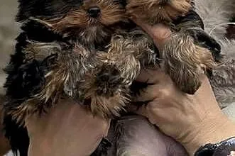 Yorkshire Terrier ZKwP/ FCI  Hodowla EDI STARS