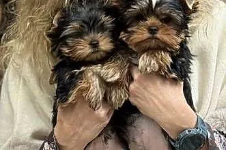 Yorkshire Terrier ZKwP/ FCI  Hodowla EDI STARS, Kujawsko-pomorskie, Bydgoszcz