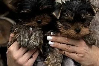 Yorkshire Terrier ZKwP/ FCI  Hodowla EDI STARS, Kujawsko-pomorskie, Bydgoszcz