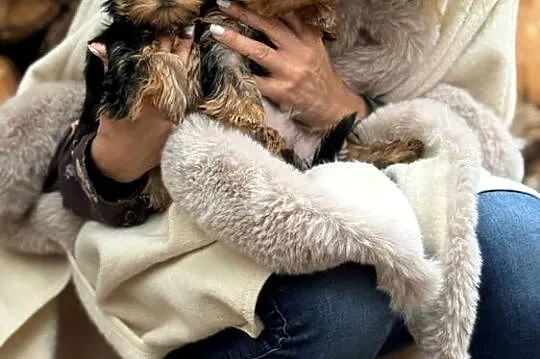 Yorkshire Terrier ZKwP/ FCI  Hodowla EDI STARS, Kujawsko-pomorskie, Bydgoszcz