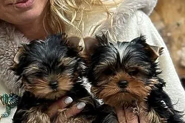 Yorkshire Terrier ZKwP/ FCI  Hodowla EDI STARS, Kujawsko-pomorskie, Bydgoszcz