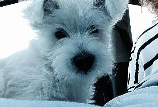 Szczeniak West Highland Terrier szuka domu!, wiel
