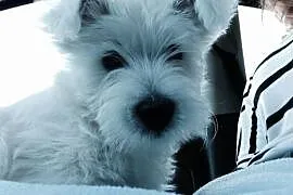 Szczeniak West Highland Terrier szuka domu!,  wiel, Kalisz