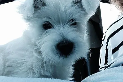 Szczeniak West Highland Terrier szuka domu!,  wiel