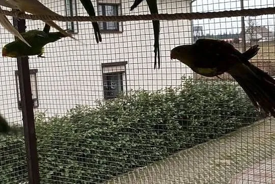 Barabanda barabandy, Wielkopolskie, Grodzisk Wielkopolski