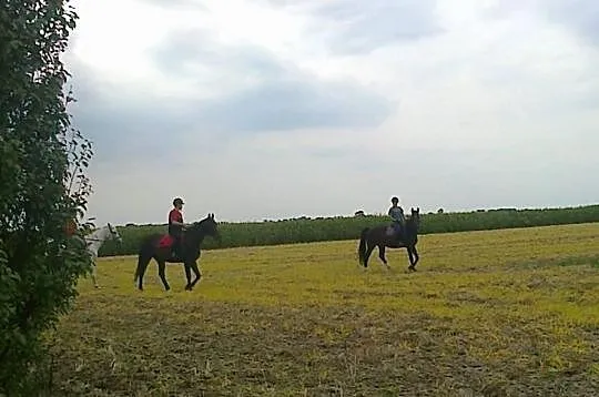 Taisa 5letnia klacz wyśmienity rodowód