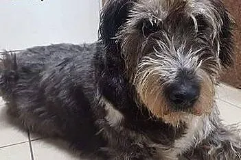 Cudowny kudłaty Miś szuka domu!,  mazowieckie Wars